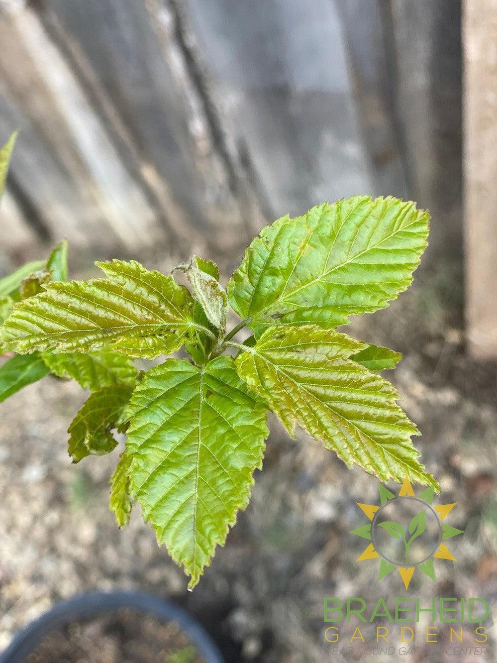 Ruby Slippers Amur Maple- Tree for sale, Grown in Grande Prairie -Braeheid Gardens Ltd. on Emerson Trail