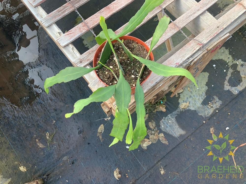 Queen of the Night Epiphyllum