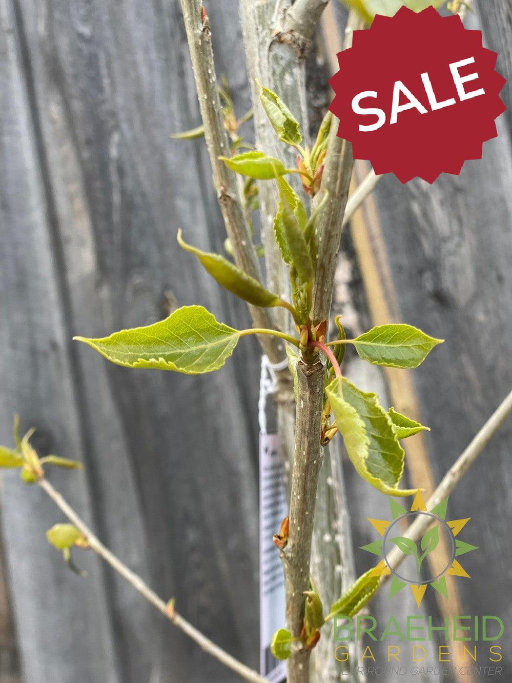 AC-Sundancer™ Poplar- Tree for sale, Grown in Grande Prairie -Braeheid Gardens Ltd. on Emerson Trail