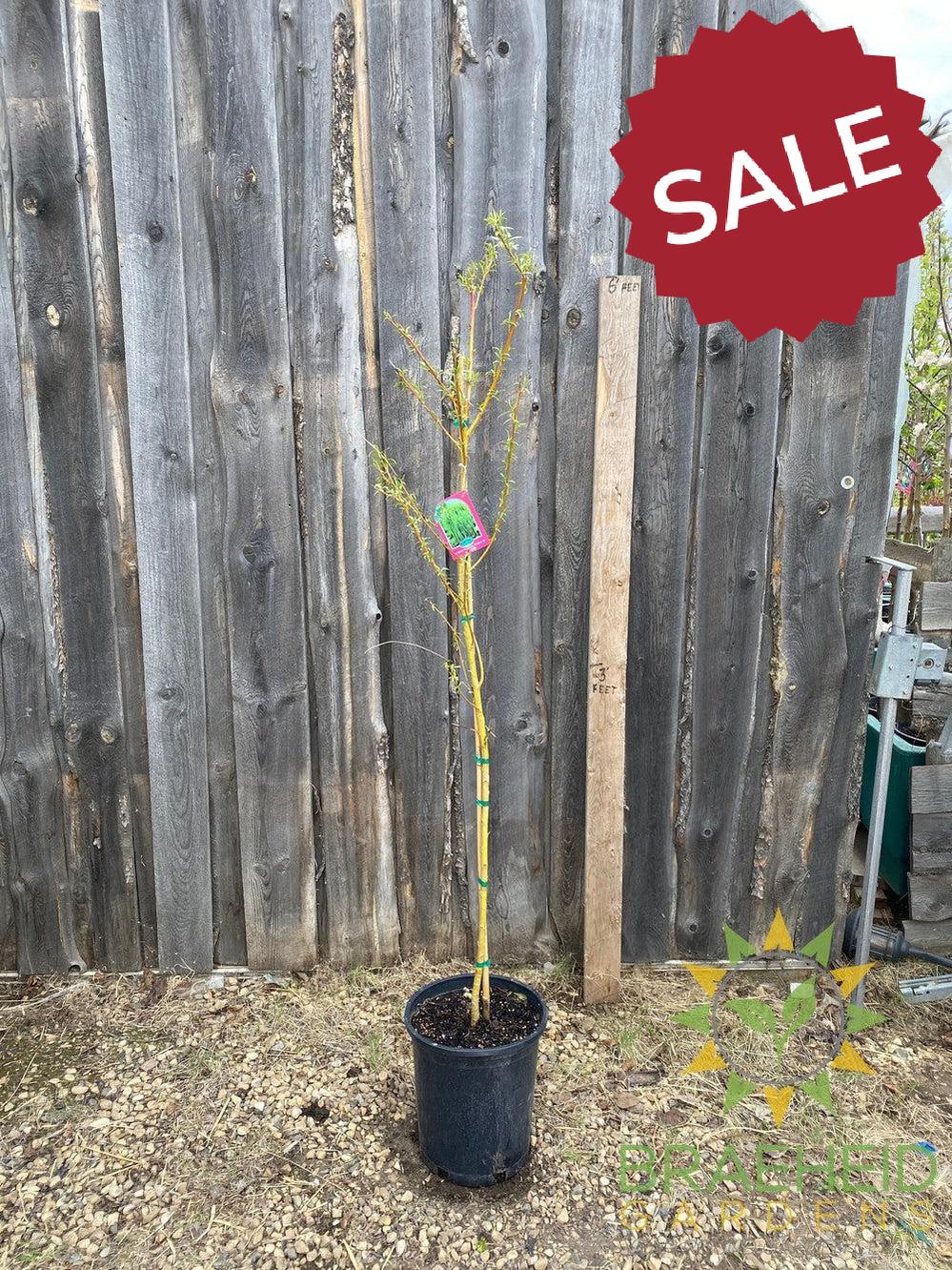 Northern Fountain Willow Tree- Tree for sale, Grown in Grande Prairie -Braeheid Gardens Ltd. on Emerson Trail