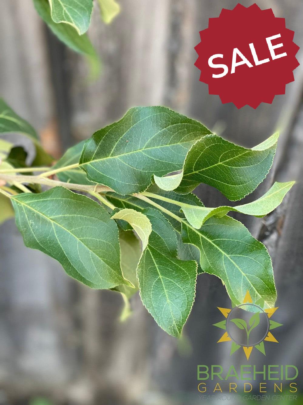 Norkent Apple- Tree for sale, Grown in Grande Prairie -Braeheid Gardens Ltd. on Emerson Trail