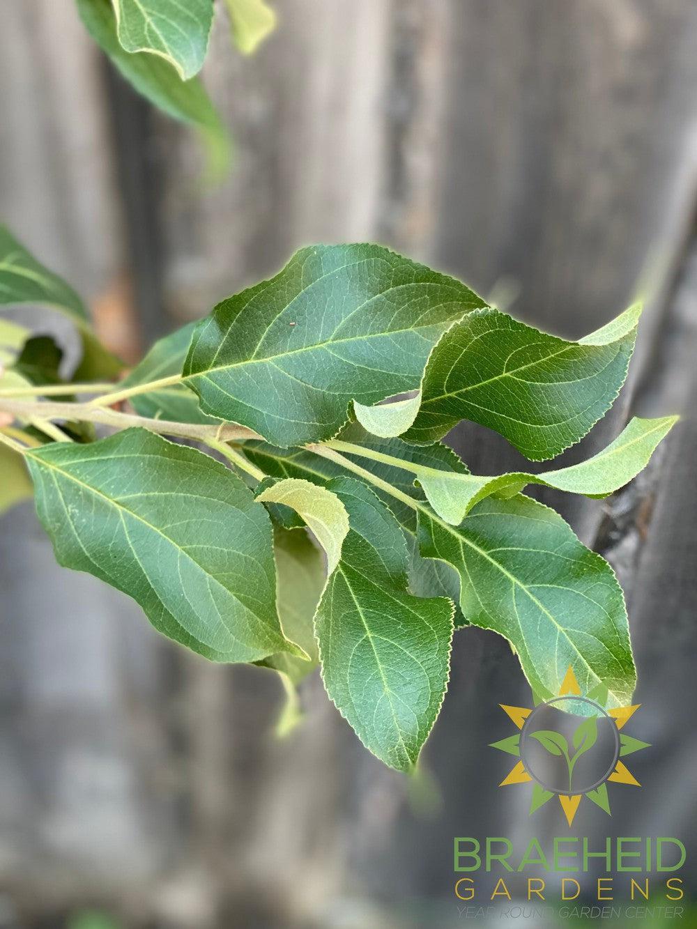 Norkent Apple- Tree for sale, Grown in Grande Prairie -Braeheid Gardens Ltd. on Emerson Trail