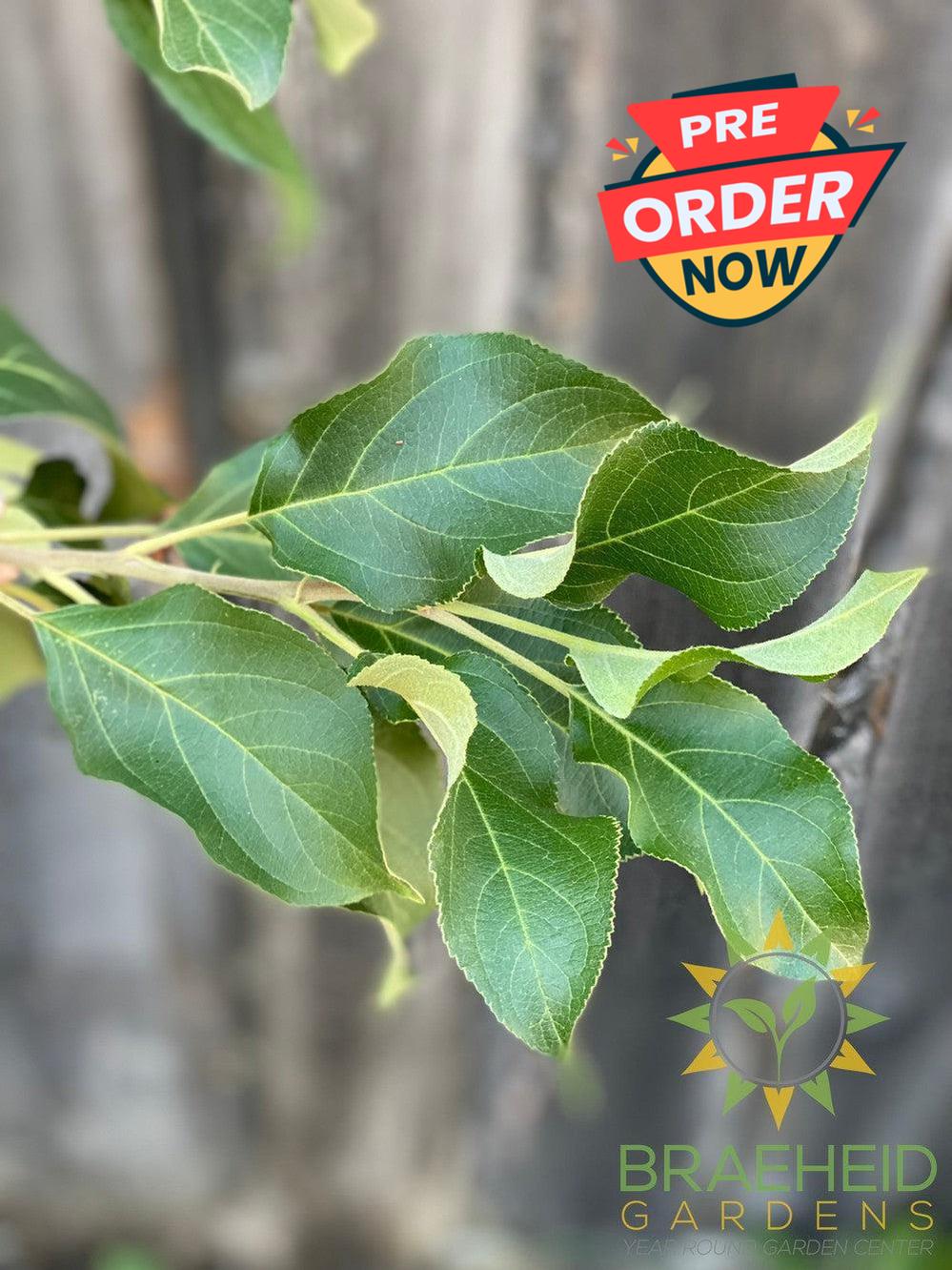 Norkent Apple- Tree for sale, Grown in Grande Prairie -Braeheid Gardens Ltd. on Emerson Trail