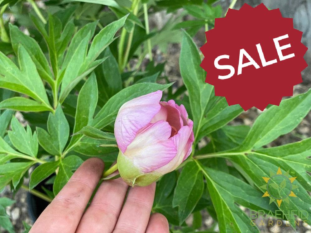 Scrumdiddlyumptious Itoh Peony