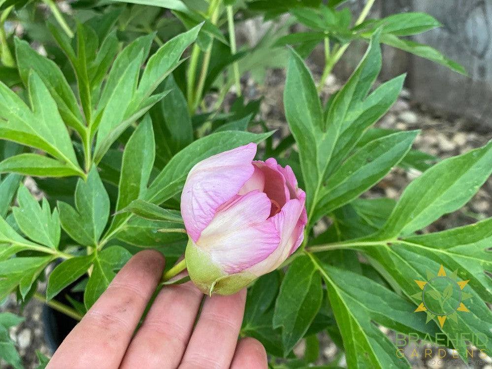 Scrumdiddlyumptious Itoh Peony