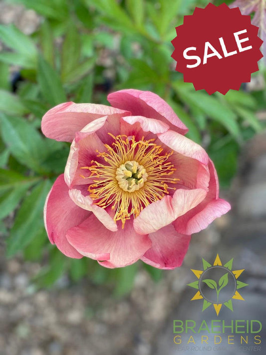 Sunset and Rainbows Itoh Peony - NO SHIP -