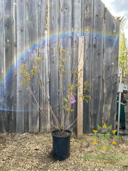 Hot Wings® Tatarian Maple- Tree for sale, Grown in Grande Prairie -Braeheid Gardens Ltd. on Emerson Trail