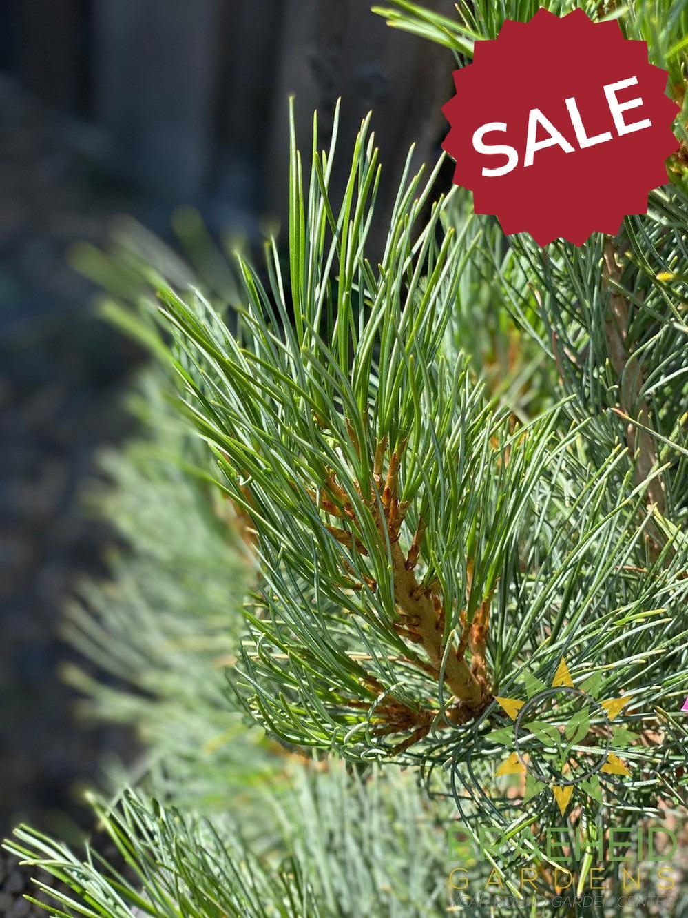 Blue Swiss Stone Pine- Tree for sale, Grown in Grande Prairie -Braeheid Gardens Ltd. on Emerson Trail