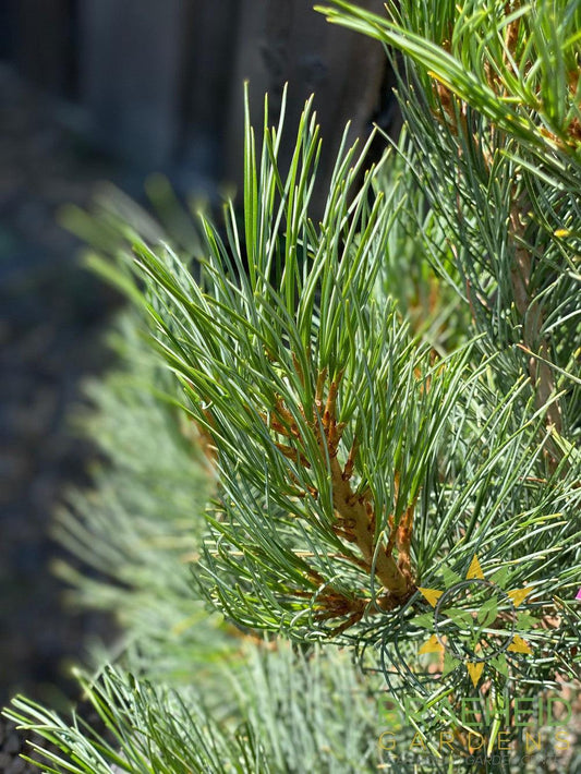 Blue Swiss Stone Pine- Tree for sale, Grown in Grande Prairie -Braeheid Gardens Ltd. on Emerson Trail