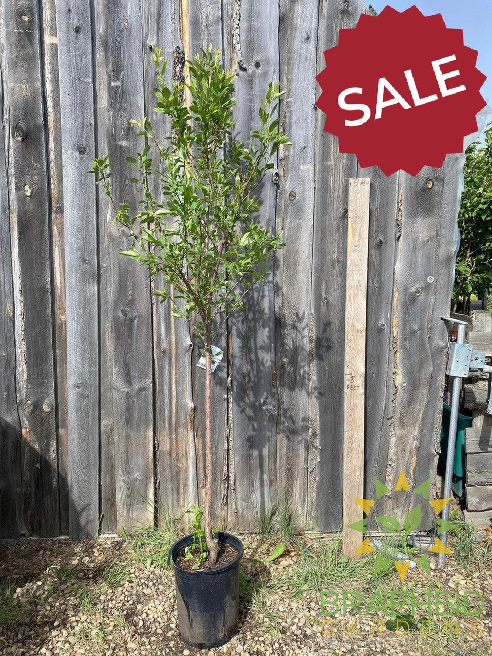 Sapalta Cherry-Plum- Tree for sale, Grown in Grande Prairie -Braeheid Gardens Ltd. on Emerson Trail