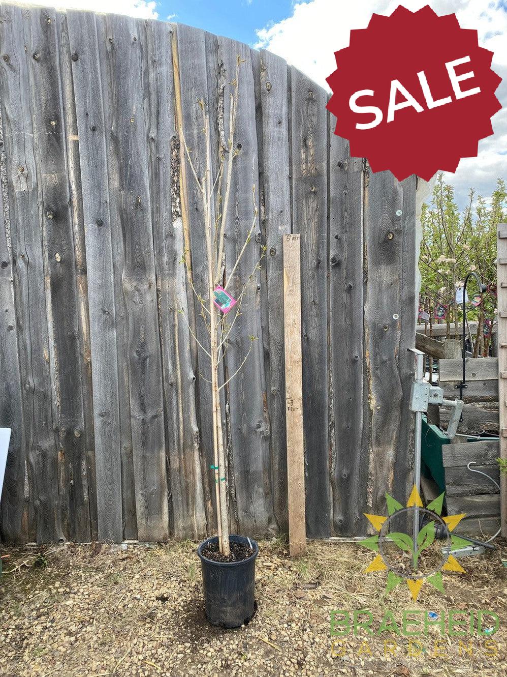 AC-Sundancer™ Poplar- Tree for sale, Grown in Grande Prairie -Braeheid Gardens Ltd. on Emerson Trail