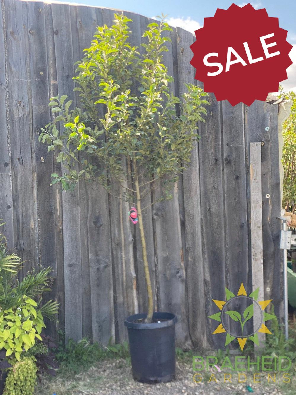 Honeycrisp Apple- Tree for sale, Grown in Grande Prairie -Braeheid Gardens Ltd. on Emerson Trail