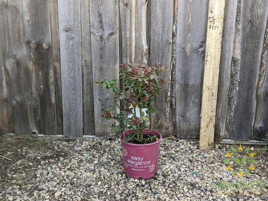 Easy El.® High Voltage Rose