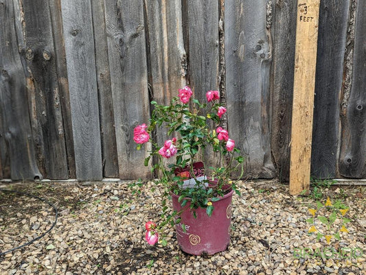 Easy El.® Sunrise Sunset Rose