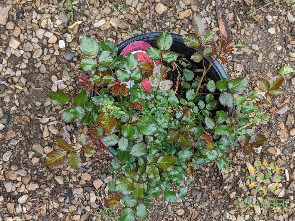 Easy El.® Super Hero Rose