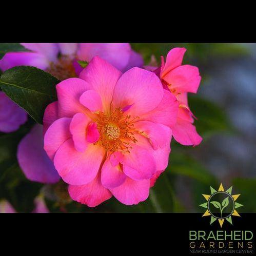 Easy El.® All the Rage Rose