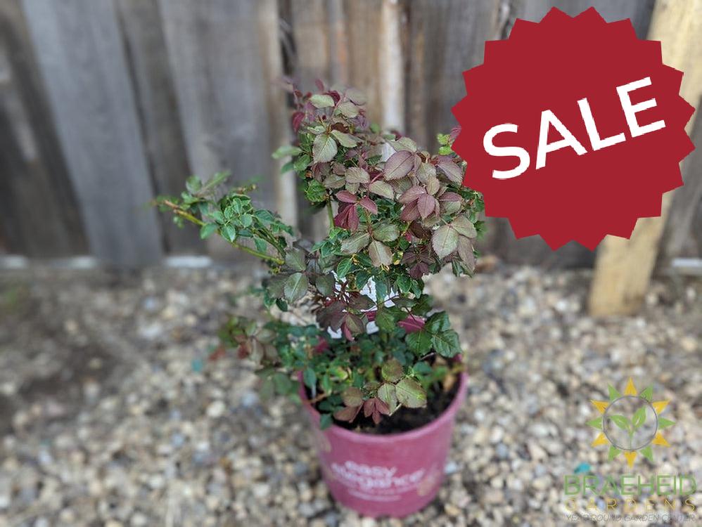 Easy El.® High Voltage Rose