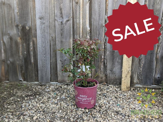 Easy El.® High Voltage Rose