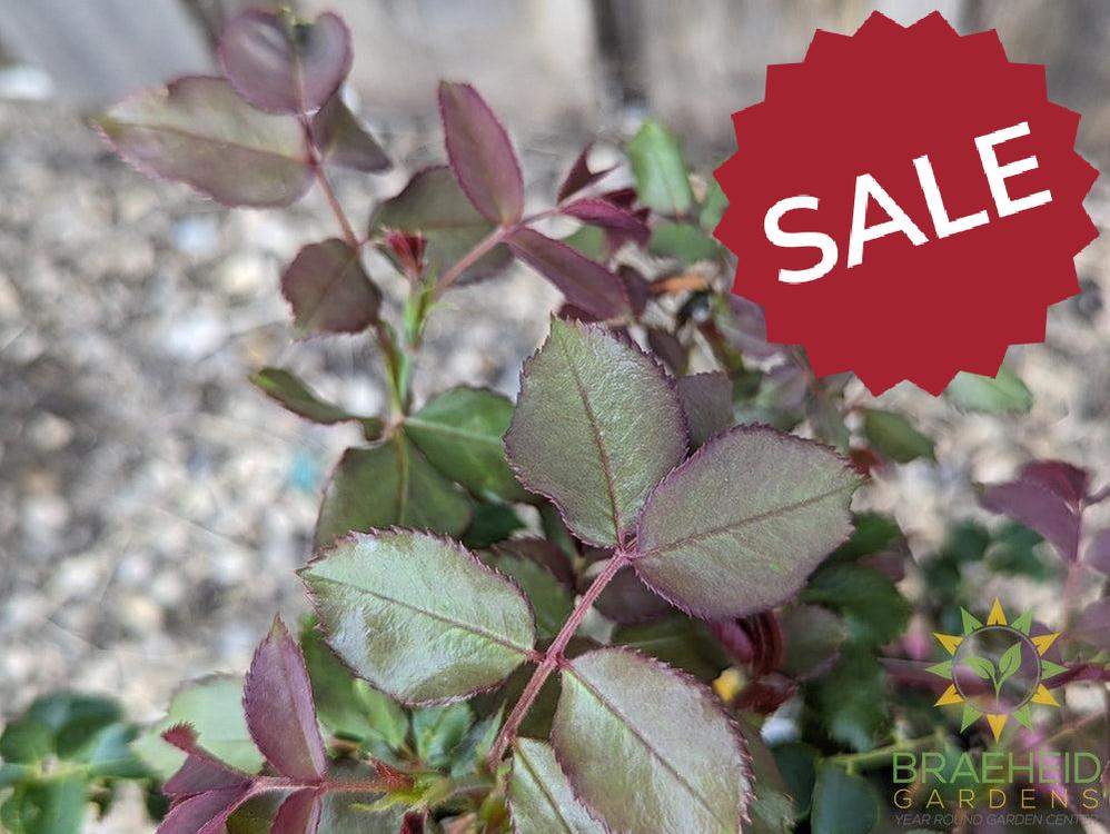 Easy El.® High Voltage Rose