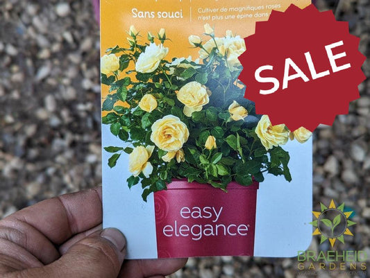 Easy El.® High Voltage Rose