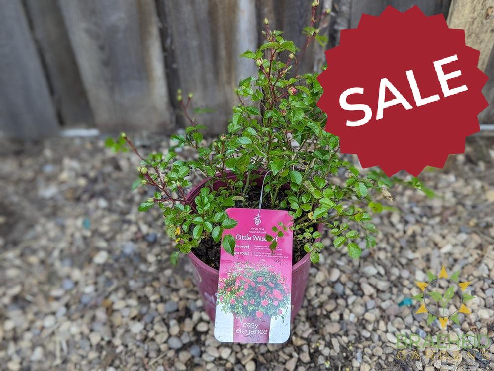 Easy El.® Little Mischief Rose