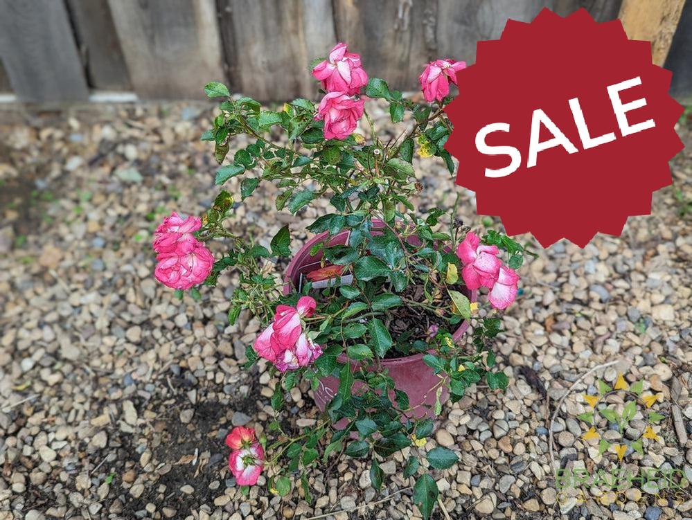 Easy El.® Sunrise Sunset Rose