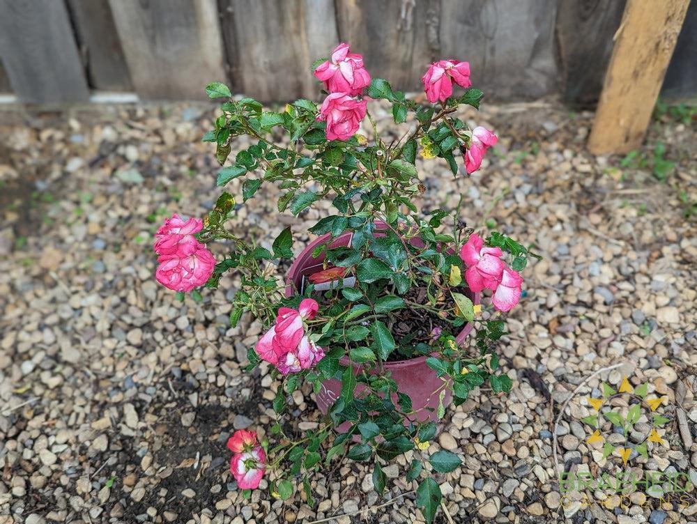 Easy El.® Sunrise Sunset Rose