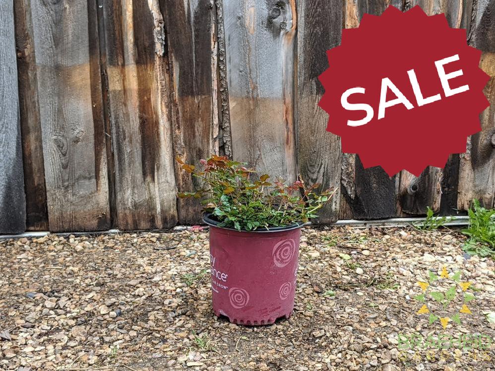 Easy El.® Super Hero Rose