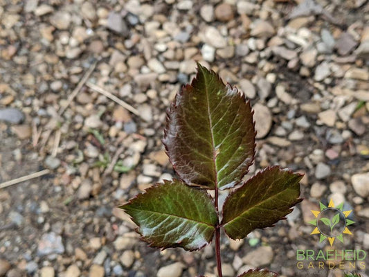 Easy El.® Super Hero Rose