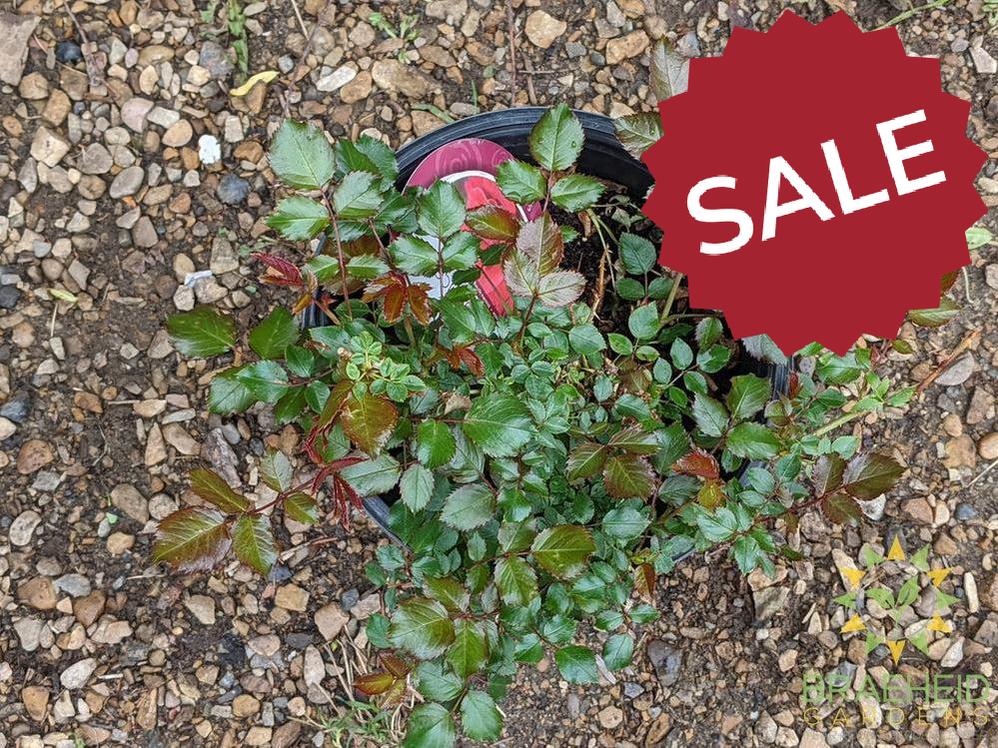 Easy El.® Super Hero Rose