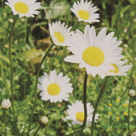 Edible Daisy