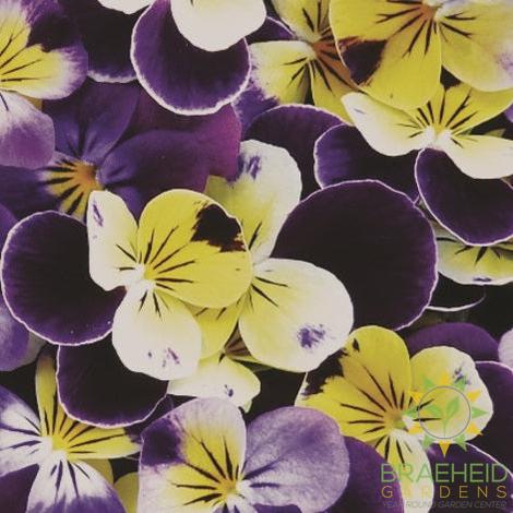 Edible Viola