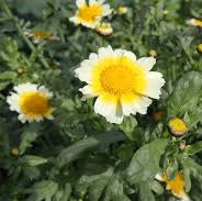 Edible (Chinese) Chrysanthemum