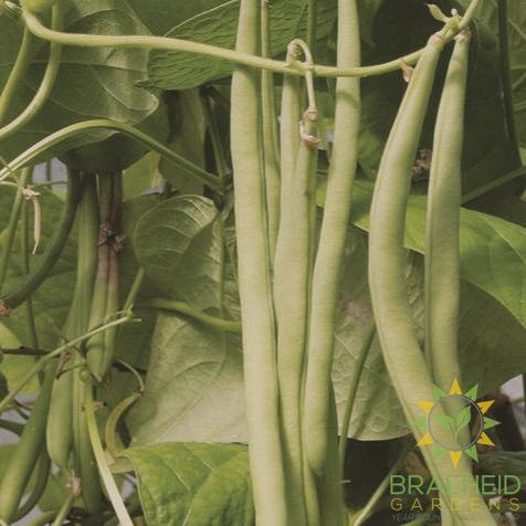 Emerite Pole Bean