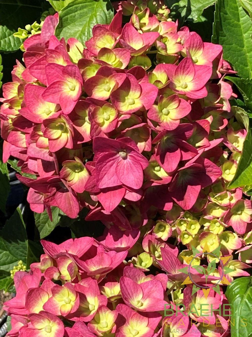 Endless Summer Bloomstruck Hydrangea