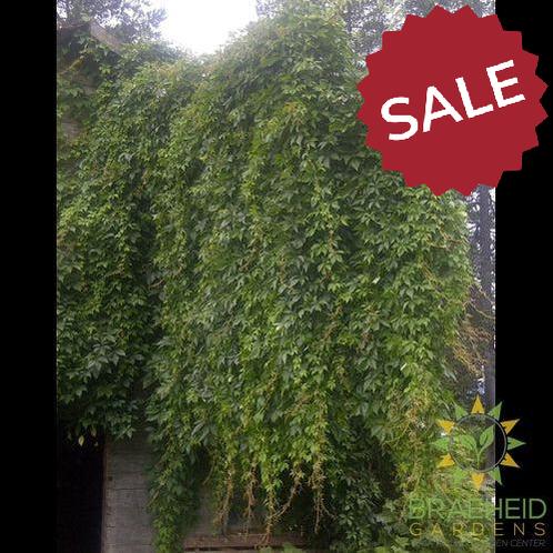 Engelman Ivy