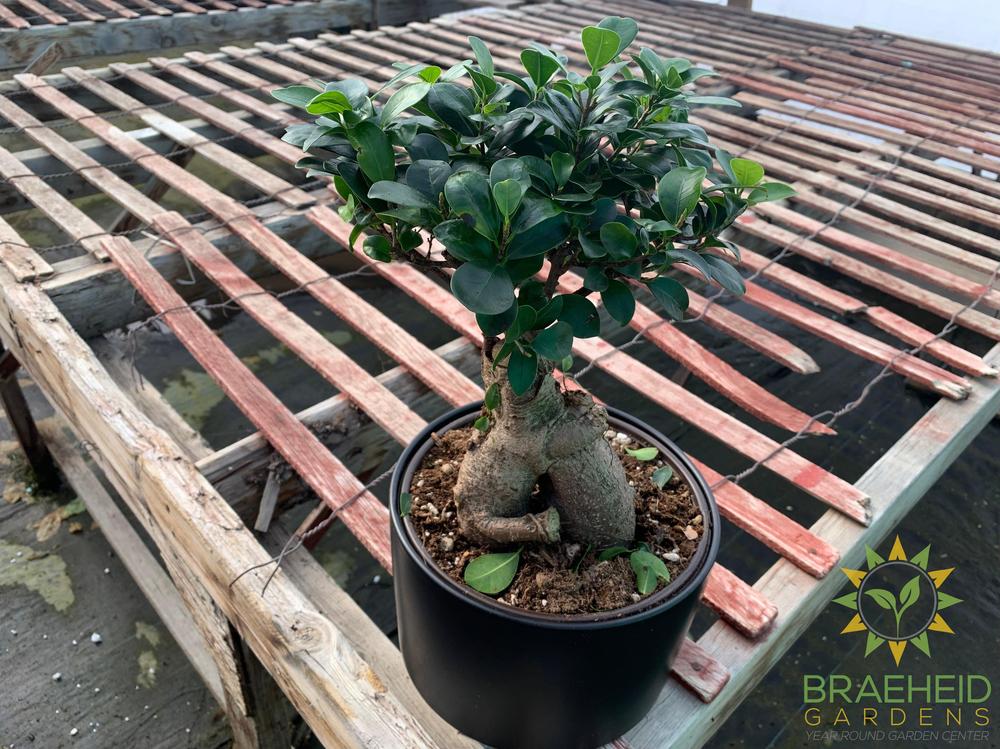 Exposed Root Ficus Ginseng Bonsai