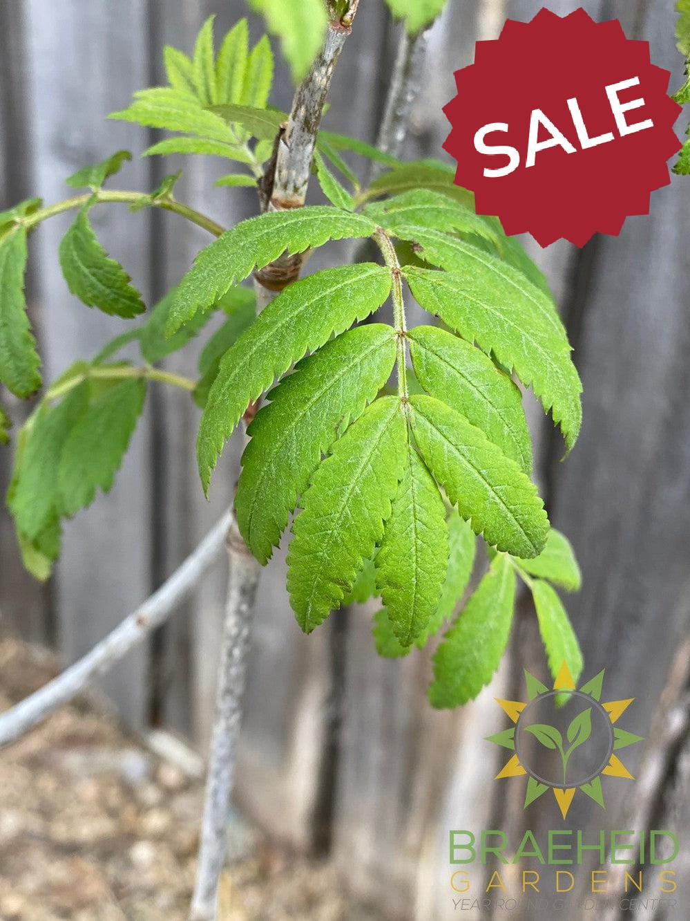 Luxor Pyramidal Mountain Ash- Tree for sale, Grown in Grande Prairie -Braeheid Gardens Ltd. on Emerson Trail