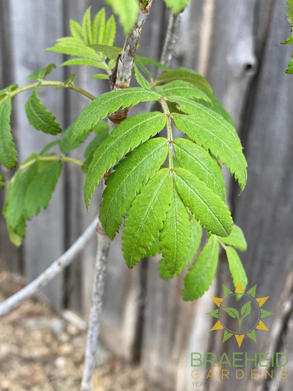 Luxor Pyramidal Mountain Ash- Tree for sale, Grown in Grande Prairie -Braeheid Gardens Ltd. on Emerson Trail