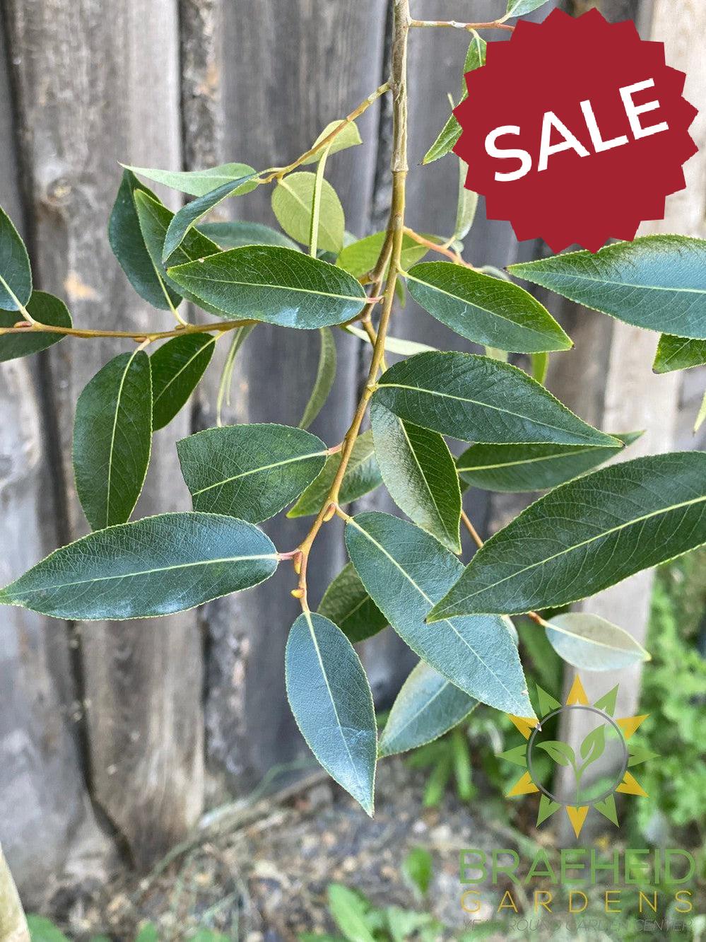 Prairie Reflection® Laurel Willow- Tree for sale, Grown in Grande Prairie -Braeheid Gardens Ltd. on Emerson Trail
