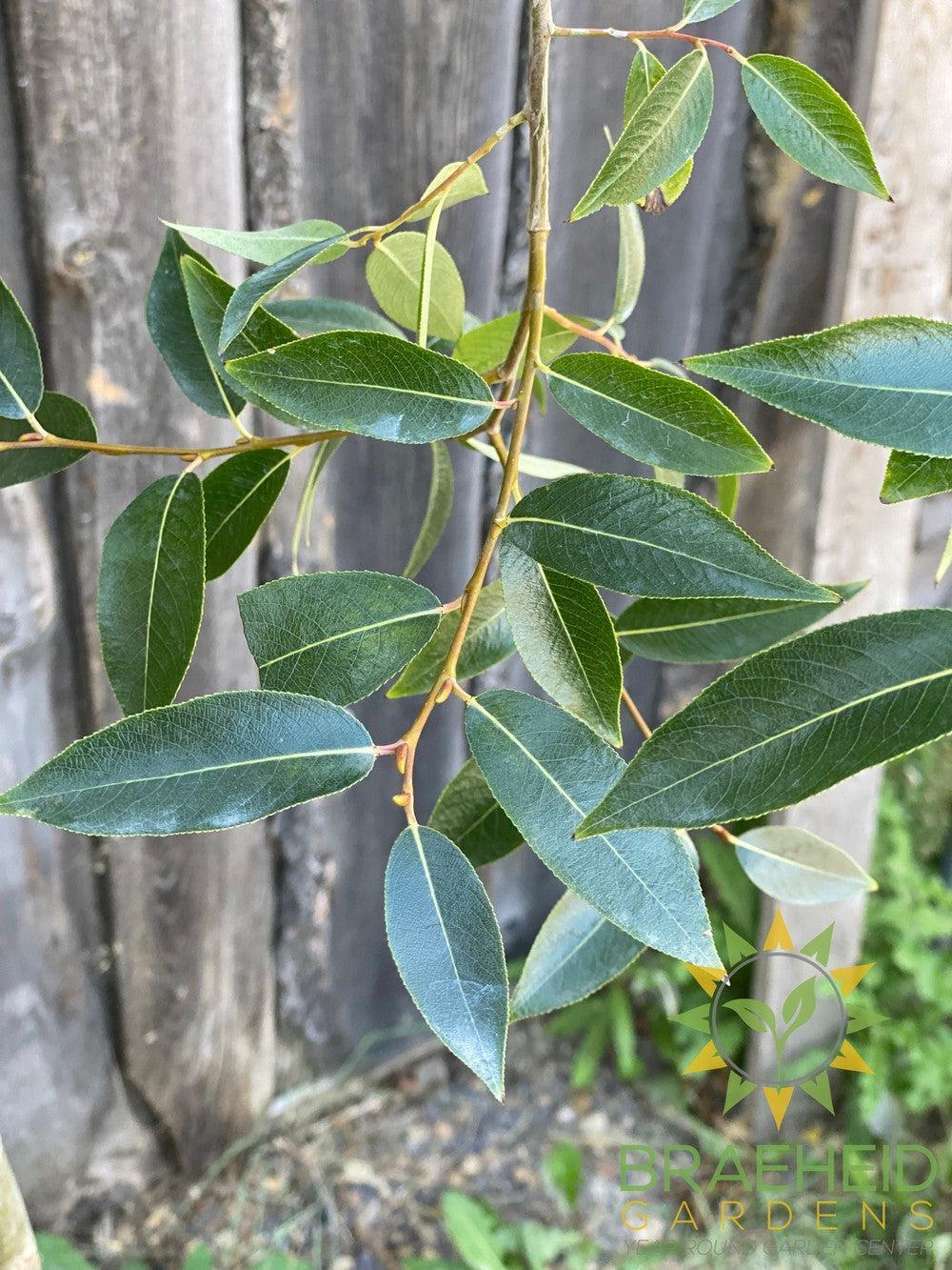 Prairie Reflection® Laurel Willow- Tree for sale, Grown in Grande Prairie -Braeheid Gardens Ltd. on Emerson Trail