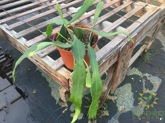 Queen of the Night Epiphyllum