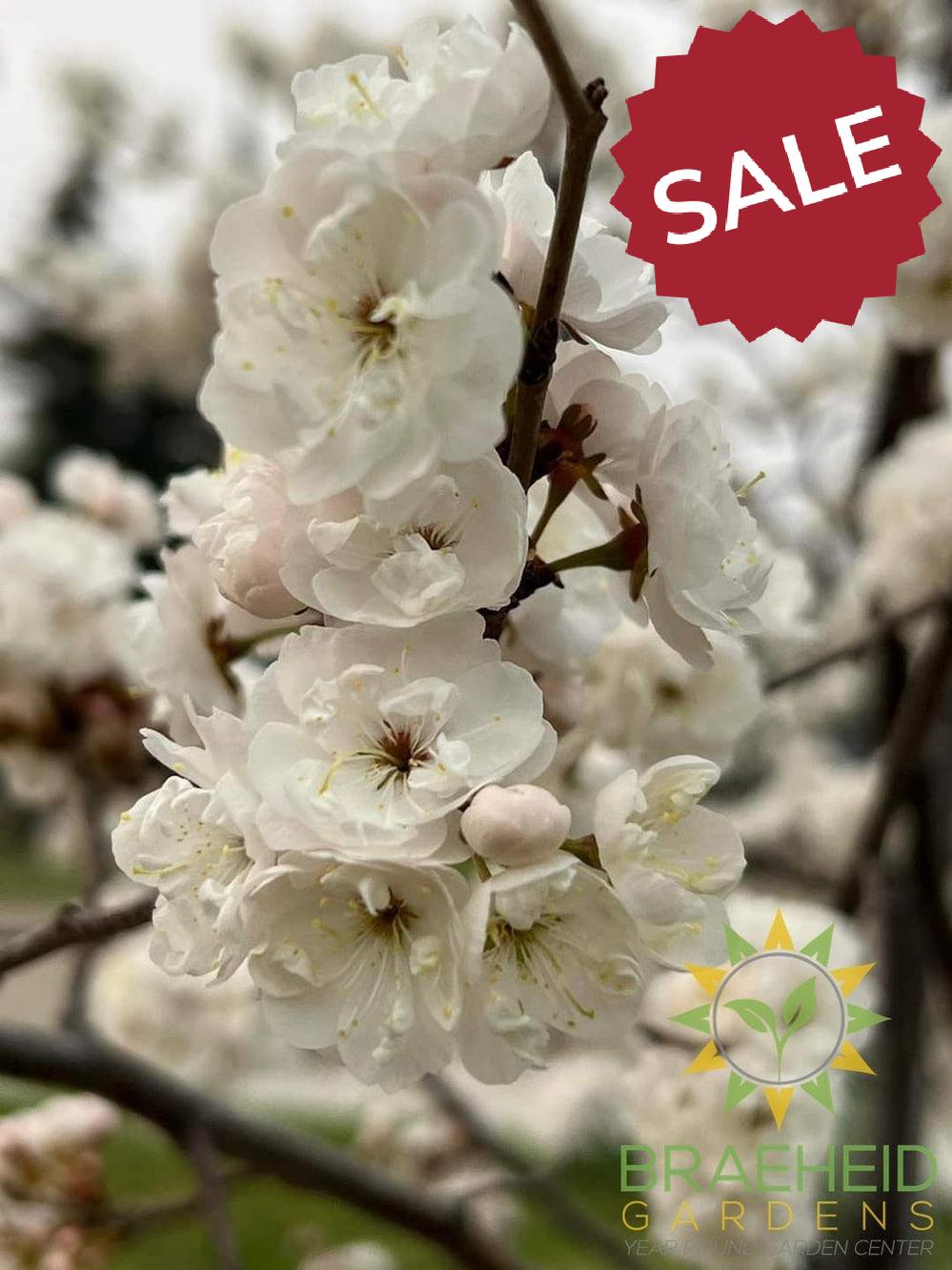 Princess Kay Plum- Tree for sale, Grown in Grande Prairie -Braeheid Gardens Ltd. on Emerson Trail
