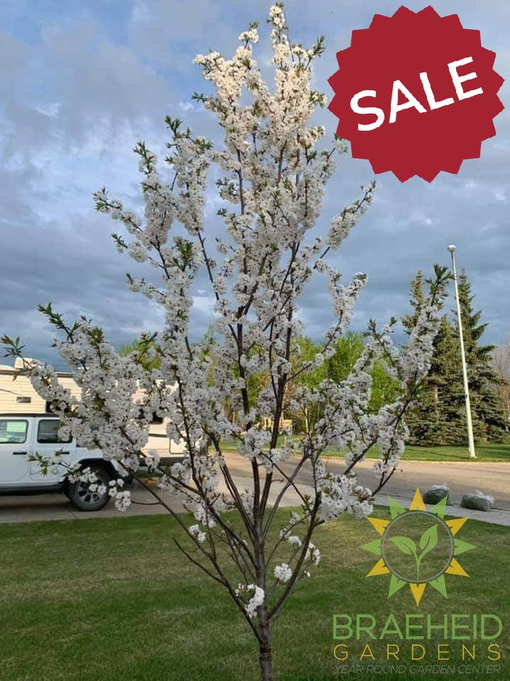 Princess Kay Plum- Tree for sale, Grown in Grande Prairie -Braeheid Gardens Ltd. on Emerson Trail