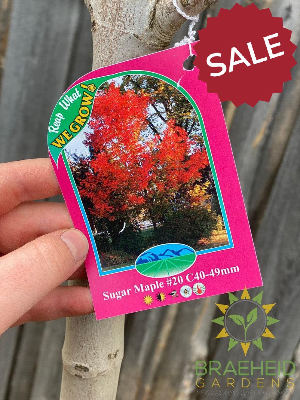 Sugar Maple- Tree for sale, Grown in Grande Prairie -Braeheid Gardens Ltd. on Emerson Trail