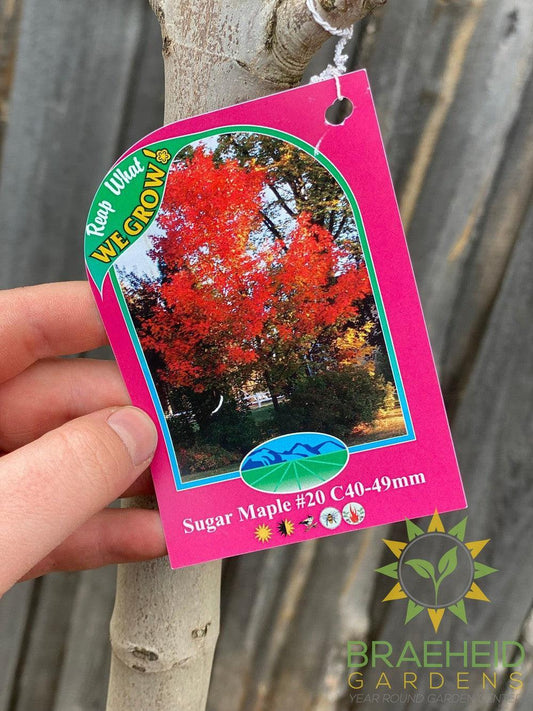 Sugar Maple- Tree for sale, Grown in Grande Prairie -Braeheid Gardens Ltd. on Emerson Trail