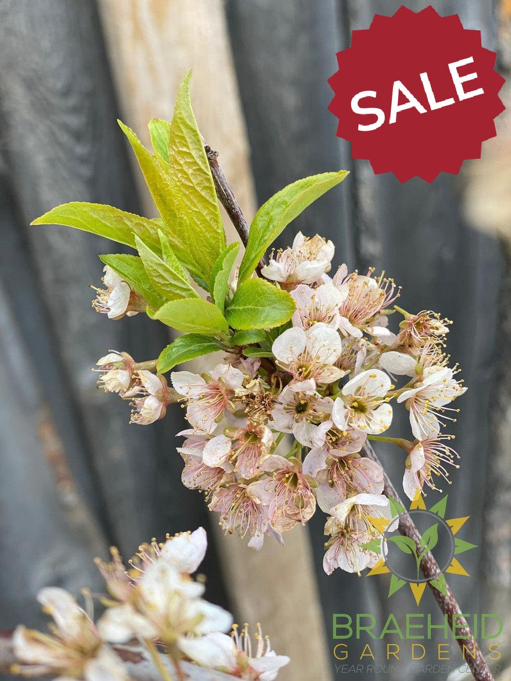 Pipestone Plum- Tree for sale, Grown in Grande Prairie -Braeheid Gardens Ltd. on Emerson Trail