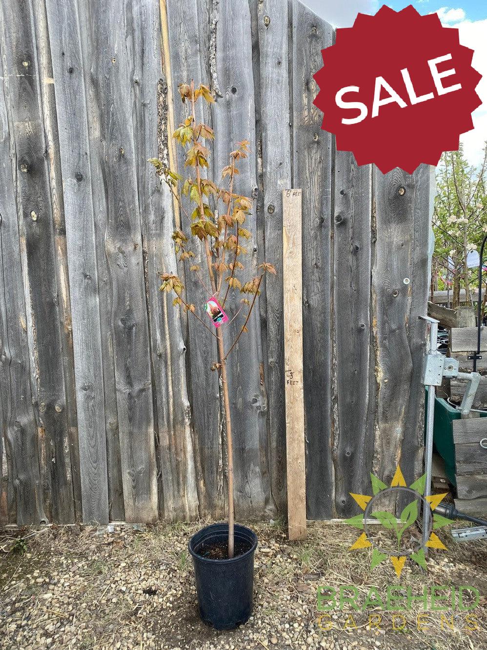 Red Rocket Maple- Tree for sale, Grown in Grande Prairie -Braeheid Gardens Ltd. on Emerson Trail
