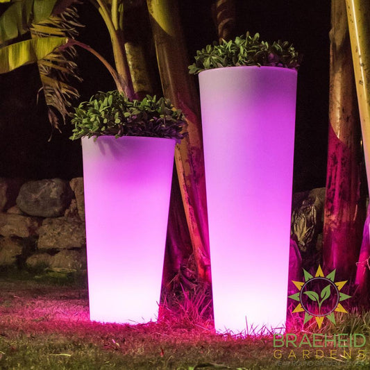 Ficus<br> Solar & Rechargeable