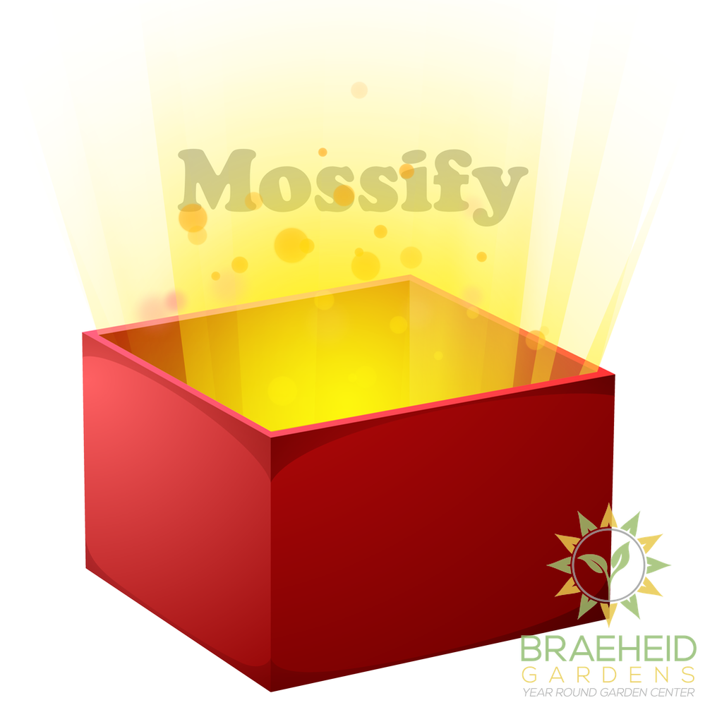 Free Mossify Gift!